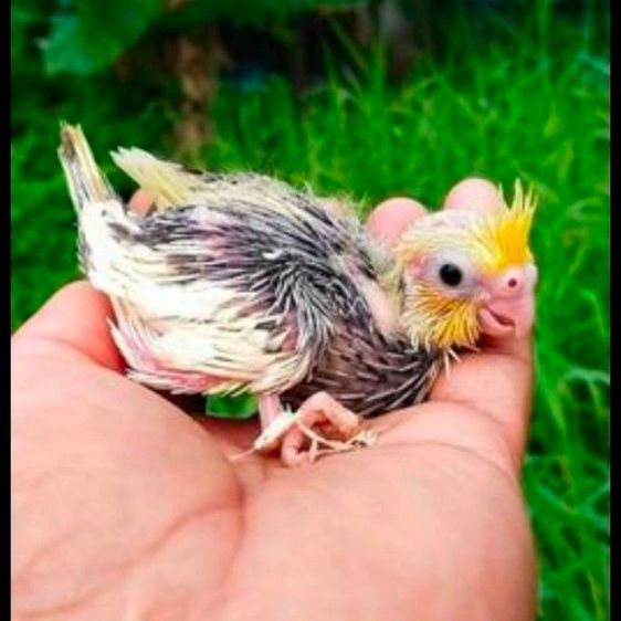 ขายลูกป้อนนกค๊อคาเทล.หลากสีสัน..สีสวยๆ.เชื่องๆ.ขี้อ้อน.เลี้ยงง่าย.ร้องเสียงไม่ดัง.ป้อนง่าย.สามารถฝึกพูดได้..สนใจโทร 0929135188 ครับผม รูปที่ 4