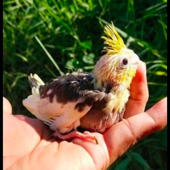 ขายลูกป้อนนกค๊อคาเทล.หลากสีสัน..สีสวยๆ.เชื่องๆ.ขี้อ้อน.เลี้ยงง่าย.ร้องเสียงไม่ดัง.ป้อนง่าย.สามารถฝึกพูดได้..สนใจโทร 0929135188 ครับผม รูปที่ 7