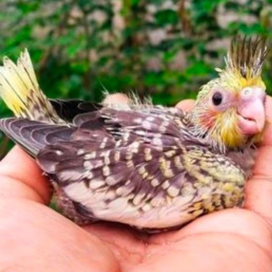 ขายลูกป้อนนกค๊อคาเทล.หลากสีสัน..สีสวยๆ.เชื่องๆ.ขี้อ้อน.เลี้ยงง่าย.ร้องเสียงไม่ดัง.ป้อนง่าย.สามารถฝึกพูดได้..สนใจโทร 0929135188 ครับผม รูปที่ 5