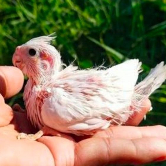 ขายลูกป้อนนกค๊อคาเทล.หลากสีสัน..สีสวยๆ.เชื่องๆ.ขี้อ้อน.เลี้ยงง่าย.ร้องเสียงไม่ดัง.ป้อนง่าย.สามารถฝึกพูดได้..สนใจโทร 0929135188 ครับผม รูปที่ 3