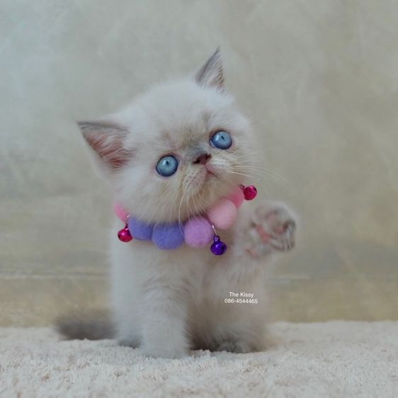 เห็ดจ๊อบแจ๊บ Exotic Shorthair Blue point  ลูกแมวเอกซ์โซติกช็อตแฮร์ บลูพ้อย รูปที่ 2