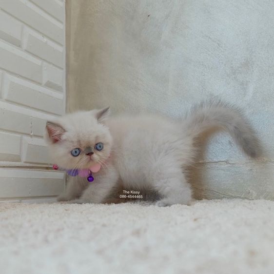 เห็ดจ๊อบแจ๊บ Exotic Shorthair Blue point  ลูกแมวเอกซ์โซติกช็อตแฮร์ บลูพ้อย รูปที่ 9