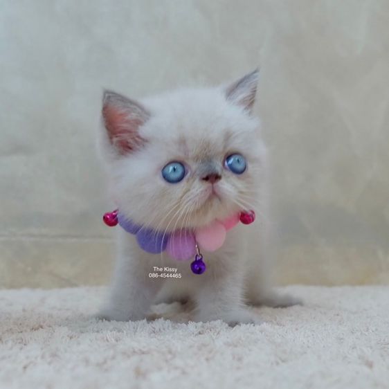 เห็ดจ๊อบแจ๊บ Exotic Shorthair Blue point  ลูกแมวเอกซ์โซติกช็อตแฮร์ บลูพ้อย รูปที่ 13