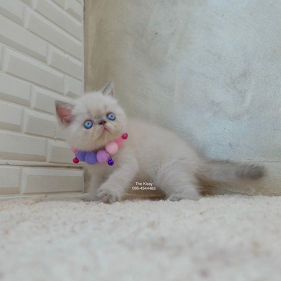 เห็ดจ๊อบแจ๊บ Exotic Shorthair Blue point  ลูกแมวเอกซ์โซติกช็อตแฮร์ บลูพ้อย รูปที่ 8