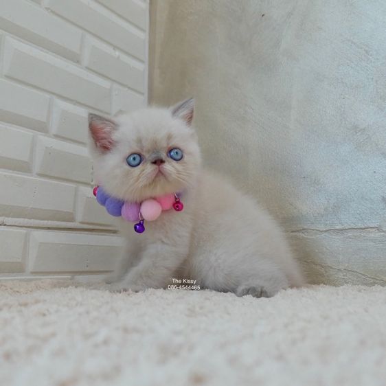 เห็ดจ๊อบแจ๊บ Exotic Shorthair Blue point  ลูกแมวเอกซ์โซติกช็อตแฮร์ บลูพ้อย รูปที่ 15