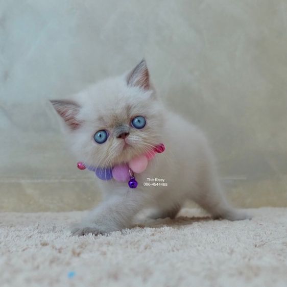 เห็ดจ๊อบแจ๊บ Exotic Shorthair Blue point  ลูกแมวเอกซ์โซติกช็อตแฮร์ บลูพ้อย รูปที่ 12