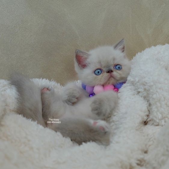 เห็ดจ๊อบแจ๊บ Exotic Shorthair Blue point  ลูกแมวเอกซ์โซติกช็อตแฮร์ บลูพ้อย รูปที่ 11