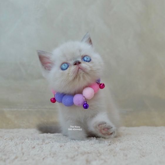 เห็ดจ๊อบแจ๊บ Exotic Shorthair Blue point  ลูกแมวเอกซ์โซติกช็อตแฮร์ บลูพ้อย รูปที่ 3