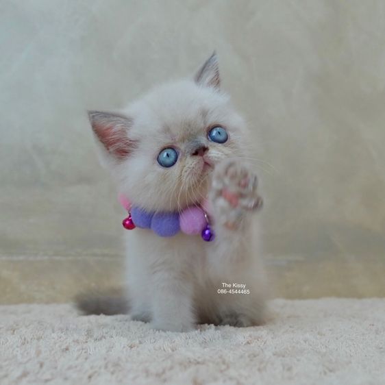 เห็ดจ๊อบแจ๊บ Exotic Shorthair Blue point  ลูกแมวเอกซ์โซติกช็อตแฮร์ บลูพ้อย รูปที่ 6