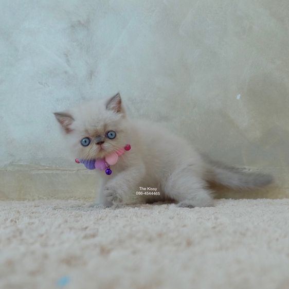 เห็ดจ๊อบแจ๊บ Exotic Shorthair Blue point  ลูกแมวเอกซ์โซติกช็อตแฮร์ บลูพ้อย รูปที่ 7