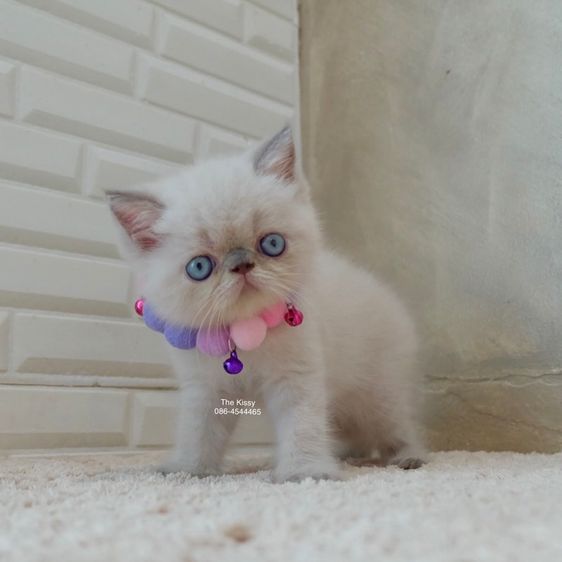 เห็ดจ๊อบแจ๊บ Exotic Shorthair Blue point  ลูกแมวเอกซ์โซติกช็อตแฮร์ บลูพ้อย รูปที่ 14
