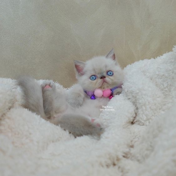 เห็ดจ๊อบแจ๊บ Exotic Shorthair Blue point  ลูกแมวเอกซ์โซติกช็อตแฮร์ บลูพ้อย รูปที่ 10