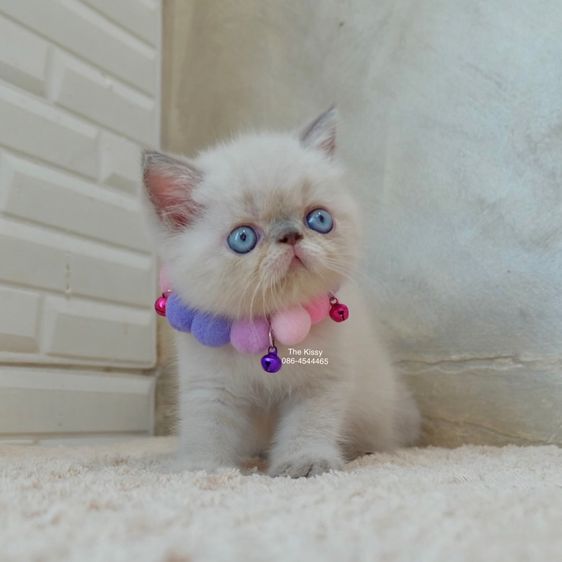 เอ็กโซติก ชอร์ตแฮร์ (Exotic Shorthair) เห็ดจ๊อบแจ๊บ Exotic Shorthair Blue point  ลูกแมวเอกซ์โซติกช็อตแฮร์ บลูพ้อย