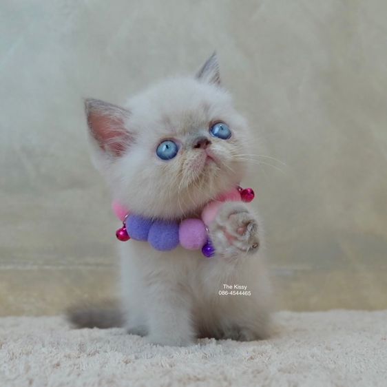 เห็ดจ๊อบแจ๊บ Exotic Shorthair Blue point  ลูกแมวเอกซ์โซติกช็อตแฮร์ บลูพ้อย รูปที่ 5