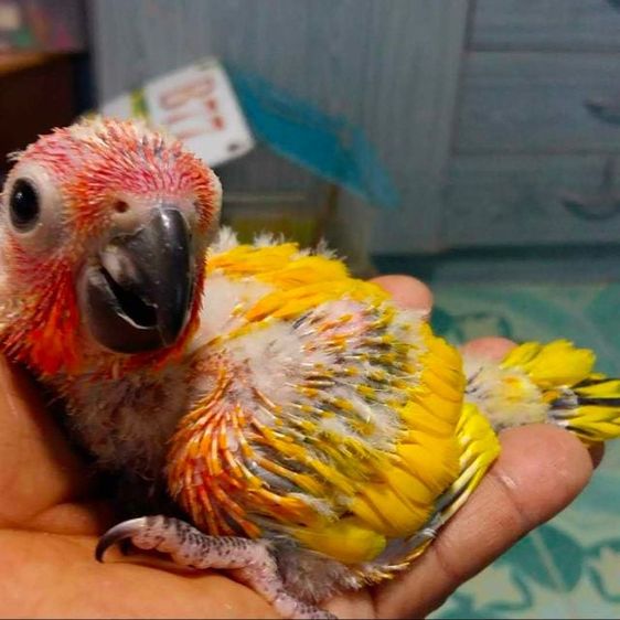 นกลูกป้อนซันคอนัวร์..ติดพายเหลืองทั้งตัว..เพศเมีย..มีใบเช็คเพศ..ตัวละ 9900 บาท..สนใจโทร 0929135188..ไม่สะดวกส่งครับ.นัดรับที่ชลบุรี.พนัสนิคม