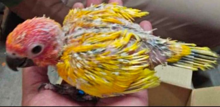 นกลูกป้อนซันคอนัวร์..ติดพายเหลืองทั้งตัว..เพศเมีย..มีใบเช็คเพศ..ตัวละ 9900 บาท..สนใจโทร 0929135188..ไม่สะดวกส่งครับ.นัดรับที่ชลบุรี.พนัสนิคม รูปที่ 2