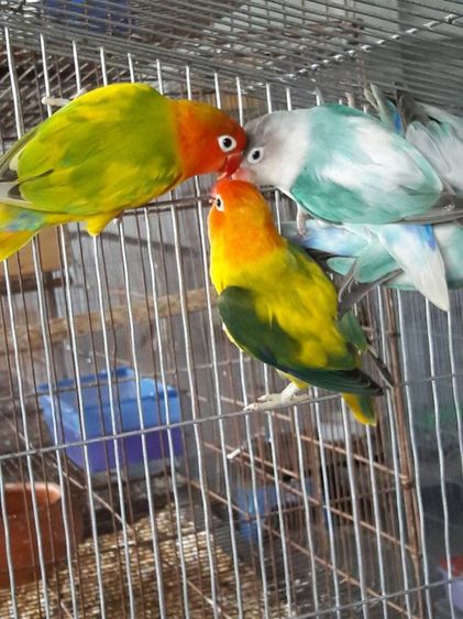 ขายนกเลิฟเบิร์ดสีพายกรีนผู้เมีย..สนใจโทร 0929135188 รูปที่ 5