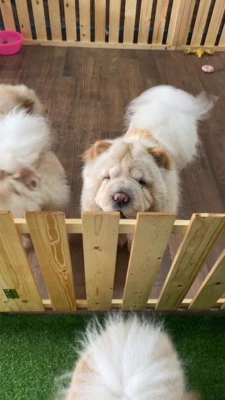 รับฝากเลี้ยงสุนัข รูปที่ 11