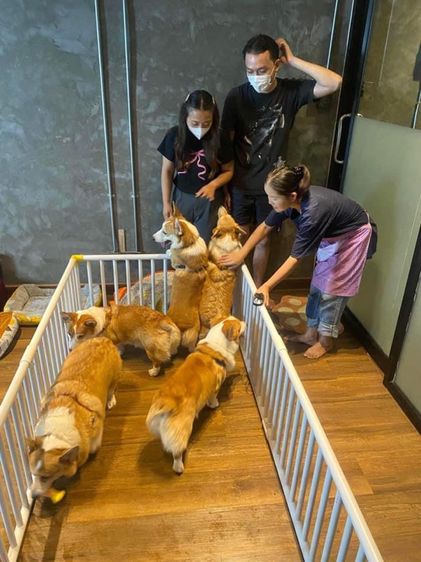 รับฝากเลี้ยงสุนัข รูปที่ 8