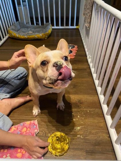 รับฝากเลี้ยงสุนัข รูปที่ 18