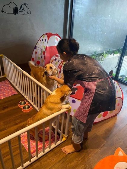 รับฝากเลี้ยงสุนัข รูปที่ 7