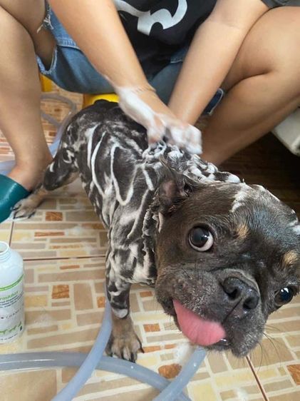 รับฝากเลี้ยงสุนัข รูปที่ 13