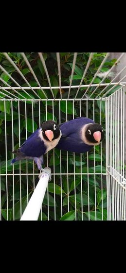 ขายนกเลิฟเบิร์ดหัวดำ รูปที่ 2