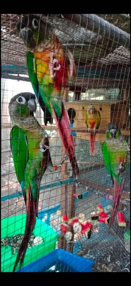 ขายกรีนซีคเเละพายเเอ๊ปเปิ้ลผู้เมีย