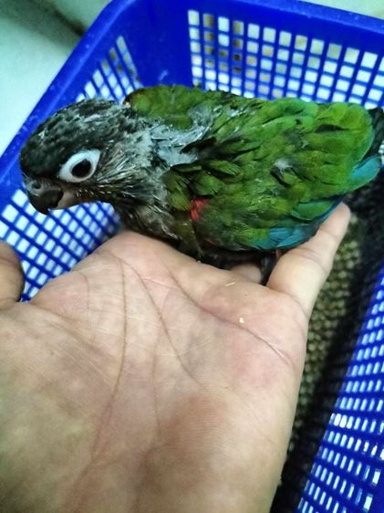 ขายลูกป้อนนกคิมสันคอนัวร์...รูปสุดท้ายเป็นสีนกตอนโต..สนใจโทร 0929135188 ครับผม