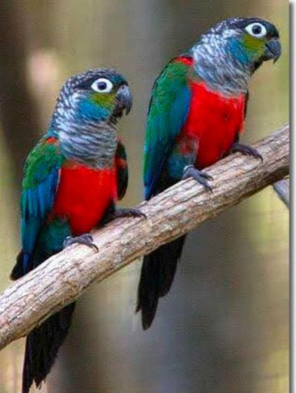 ขายลูกป้อนนกคิมสันคอนัวร์...รูปสุดท้ายเป็นสีนกตอนโต..สนใจโทร 0929135188 ครับผม รูปที่ 2