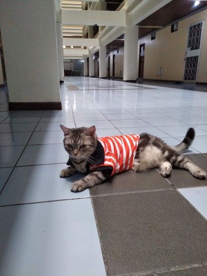 เสื้อผ้าน้องหมา น้องแมว น้องกระต่าย กระรอก รูปที่ 2