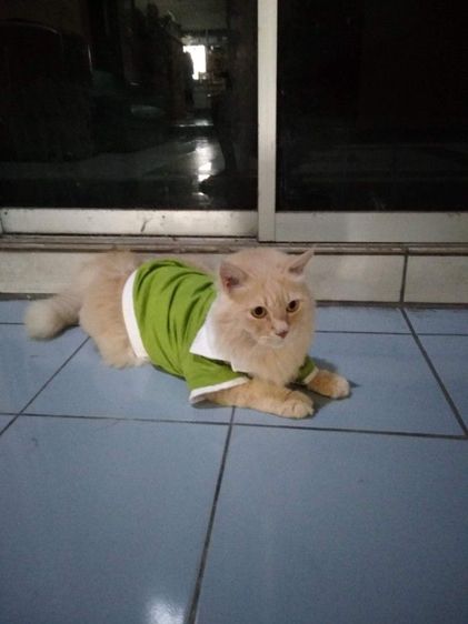 เสื้อผ้าน้องหมา น้องแมว น้องกระต่าย กระรอก รูปที่ 3