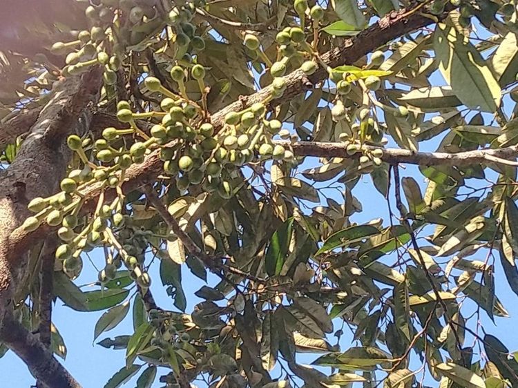 สวนทุเรียนหมอนทองต.พลงตาเอี่ยมอ.วังจันทร์จ.ระยอง3ไร่มีห้องเก็บของ1สระน้ำ1ท้ายที่มีคลองผ่าน รูปที่ 3