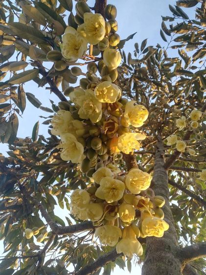 สวนทุเรียนหมอนทองต.พลงตาเอี่ยมอ.วังจันทร์จ.ระยอง3ไร่มีห้องเก็บของ1สระน้ำ1ท้ายที่มีคลองผ่าน รูปที่ 4