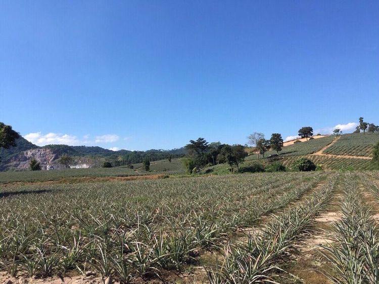 ขายที่ดินเชียงราย ติดสิงห์ปาร์ค ไร่บุญรอด  เนื้อที่ 407ไร่ สวยมาก รูปที่ 4