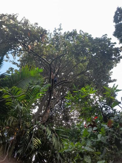 ช่างรับตัดต้นไม้ใกล้ฉัน 0967328881 รูปที่ 13