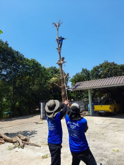 ช่างรับตัดต้นไม้ใกล้ฉัน 0967328881 รูปที่ 16