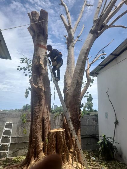 ช่างรับตัดต้นไม้ใกล้ฉัน 0967328881 รูปที่ 8