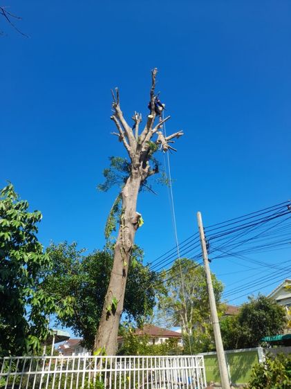 ช่างรับตัดต้นไม้ใกล้ฉัน 0967328881 รูปที่ 11