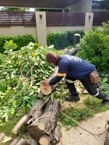 ช่างรับตัดต้นไม้ใกล้ฉัน 0967328881 รูปที่ 6