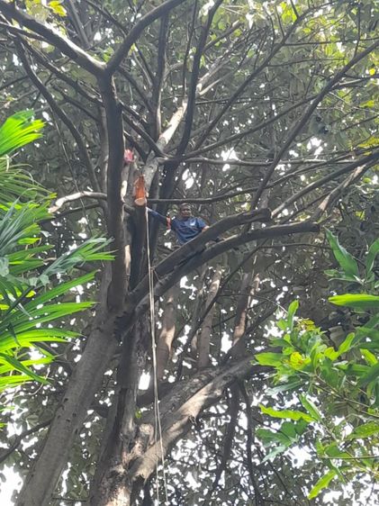 ช่างรับตัดต้นไม้ใกล้ฉัน 0967328881 รูปที่ 10