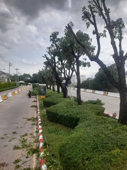 ช่างรับตัดต้นไม้ใกล้ฉัน 0967328881 รูปที่ 4