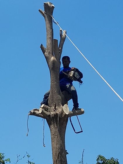 ช่างรับตัดต้นไม้ใกล้ฉัน 0967328881 รูปที่ 14