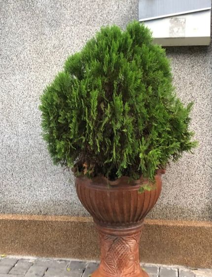 ต้นไม้จริง ต้นสนแผง