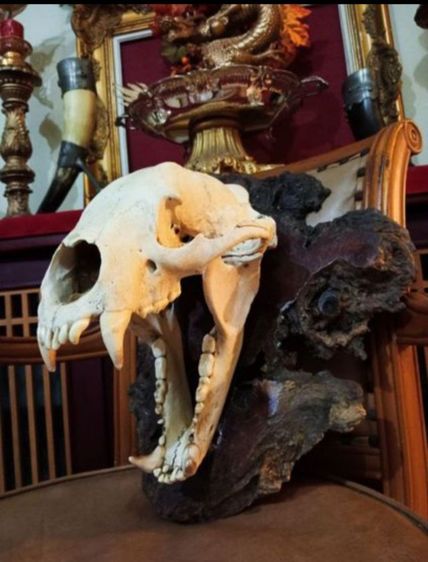 แท้เก่าโบราณครบชุดขนาดใหญ่สภาพเยี่ยมโชว์ได้เลย รูปที่ 3