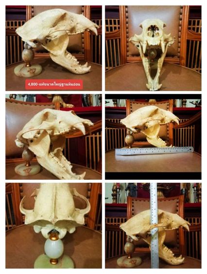 แท้เก่าโบราณครบชุดขนาดใหญ่สภาพเยี่ยมโชว์ได้เลย รูปที่ 7