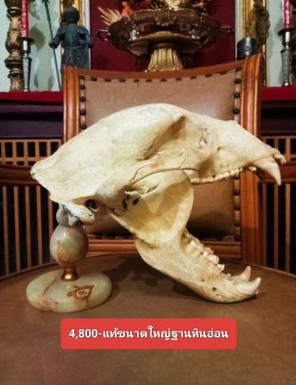 แท้เก่าโบราณครบชุดขนาดใหญ่สภาพเยี่ยมโชว์ได้เลย รูปที่ 4