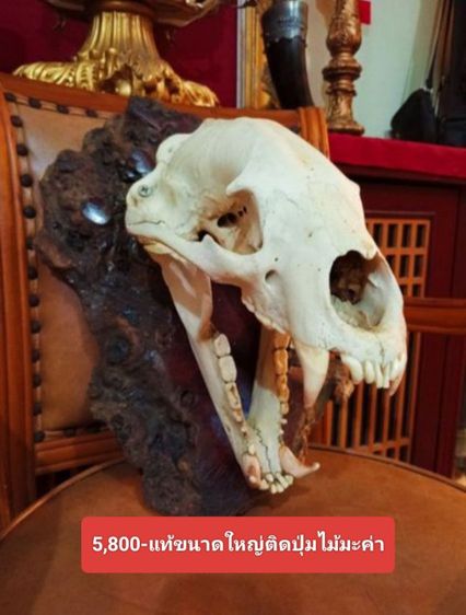 แท้เก่าโบราณครบชุดขนาดใหญ่สภาพเยี่ยมโชว์ได้เลย รูปที่ 5