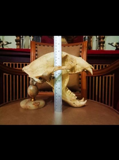 แท้เก่าโบราณครบชุดขนาดใหญ่สภาพเยี่ยมโชว์ได้เลย รูปที่ 12