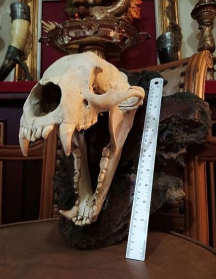 แท้เก่าโบราณครบชุดขนาดใหญ่สภาพเยี่ยมโชว์ได้เลย รูปที่ 10